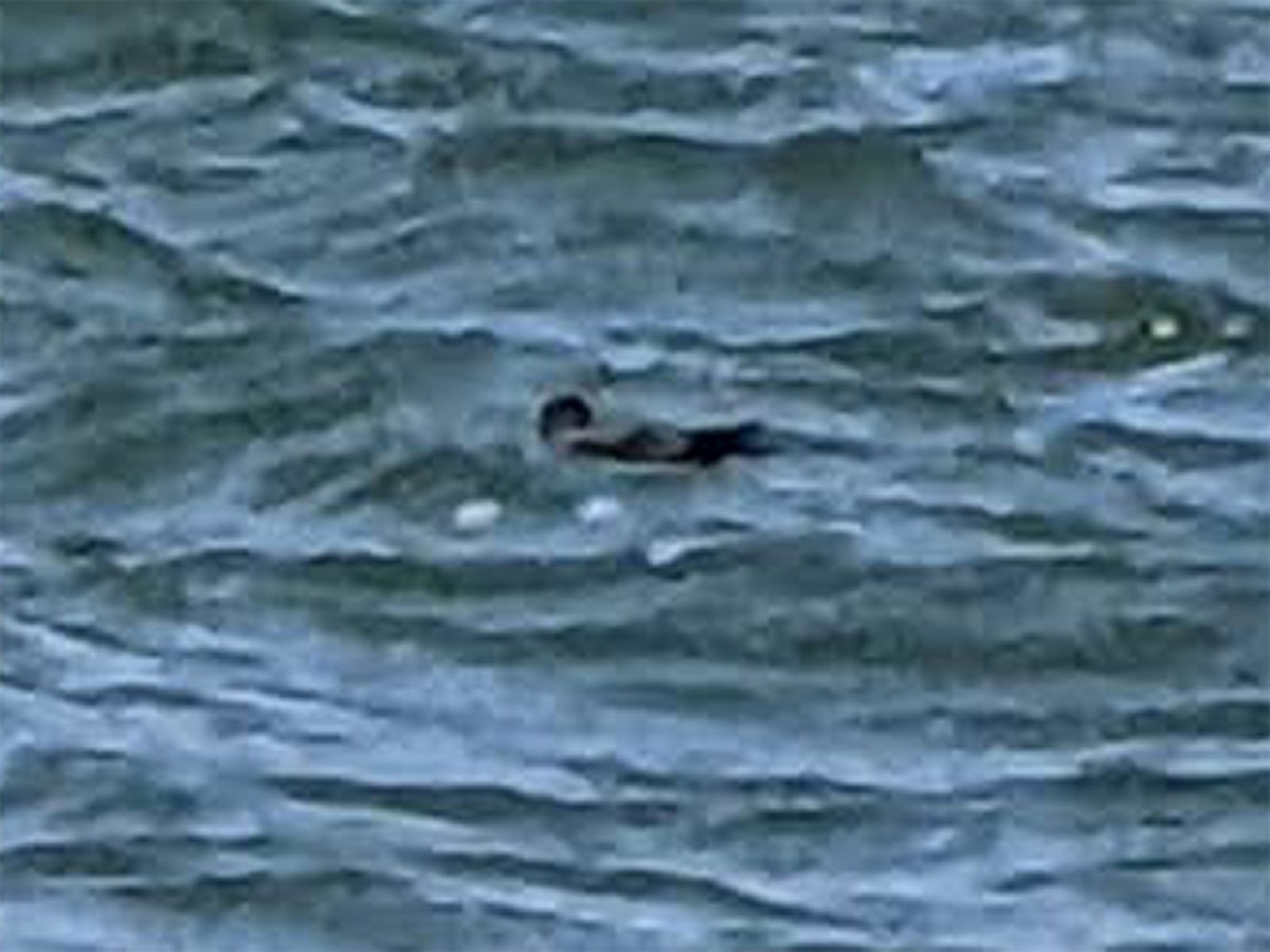 storm-petrel sp. (dark-rumped) - ML609576818