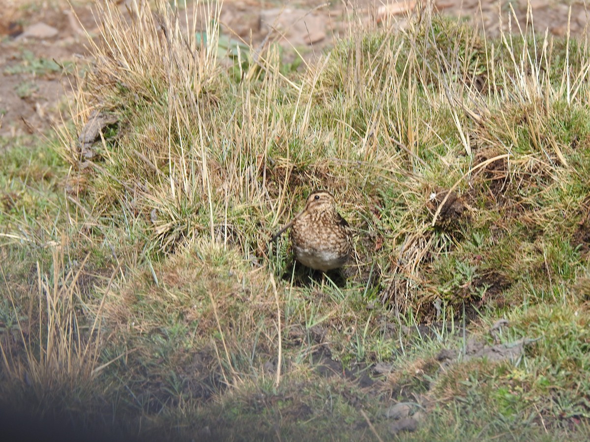 Puna Snipe - ML609576833