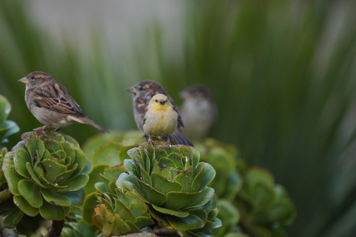 Sudan Golden Sparrow - ML609576951