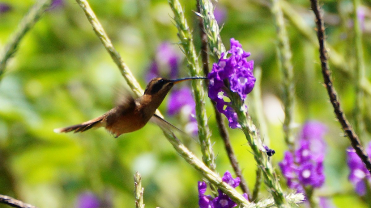 Stripe-throated Hermit - Teylor Redondo