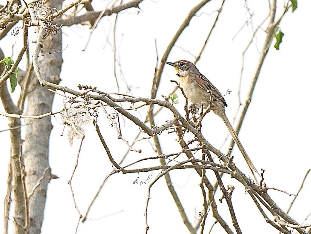Chotoy Spinetail - ML609577002