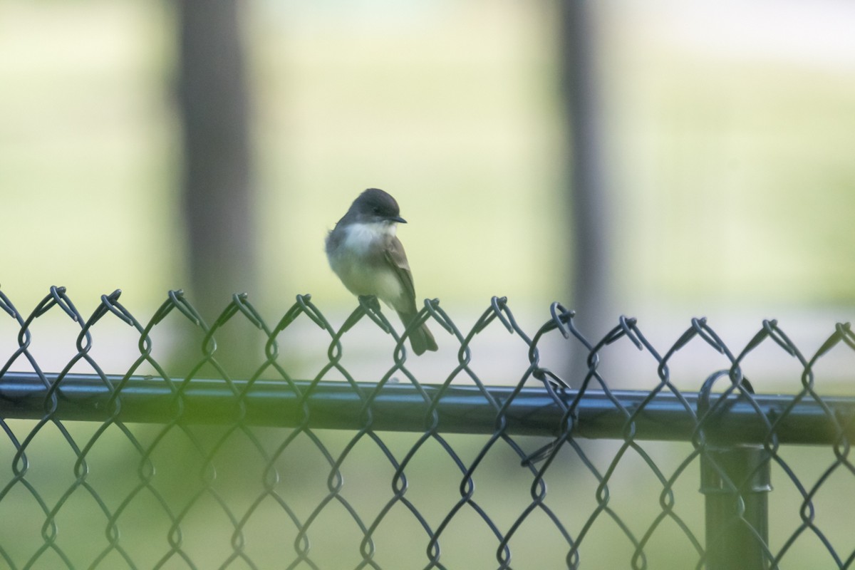 Eastern Phoebe - ML609577074