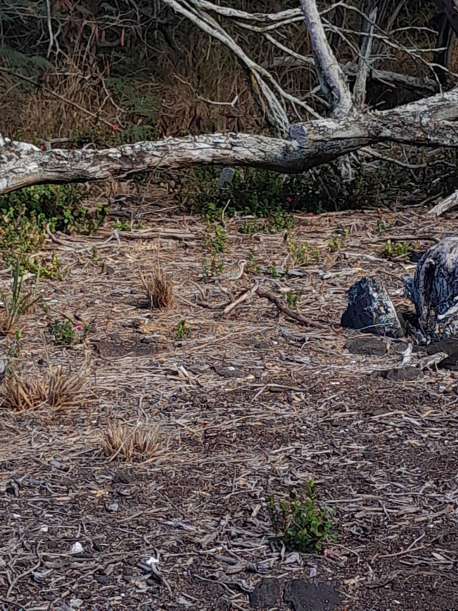Pacific Golden-Plover - ML609577100
