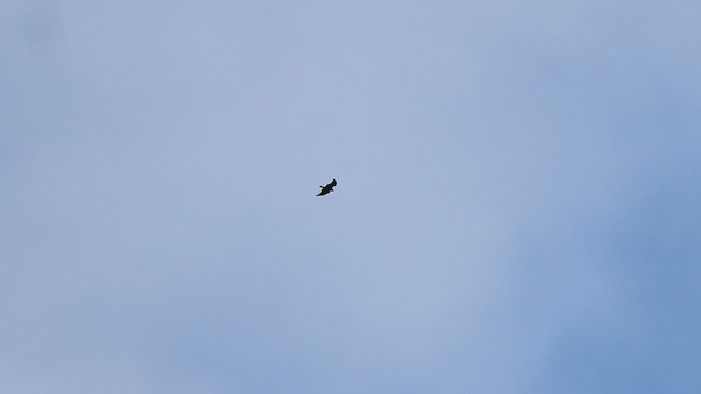 Buteo sp. - ML609577131