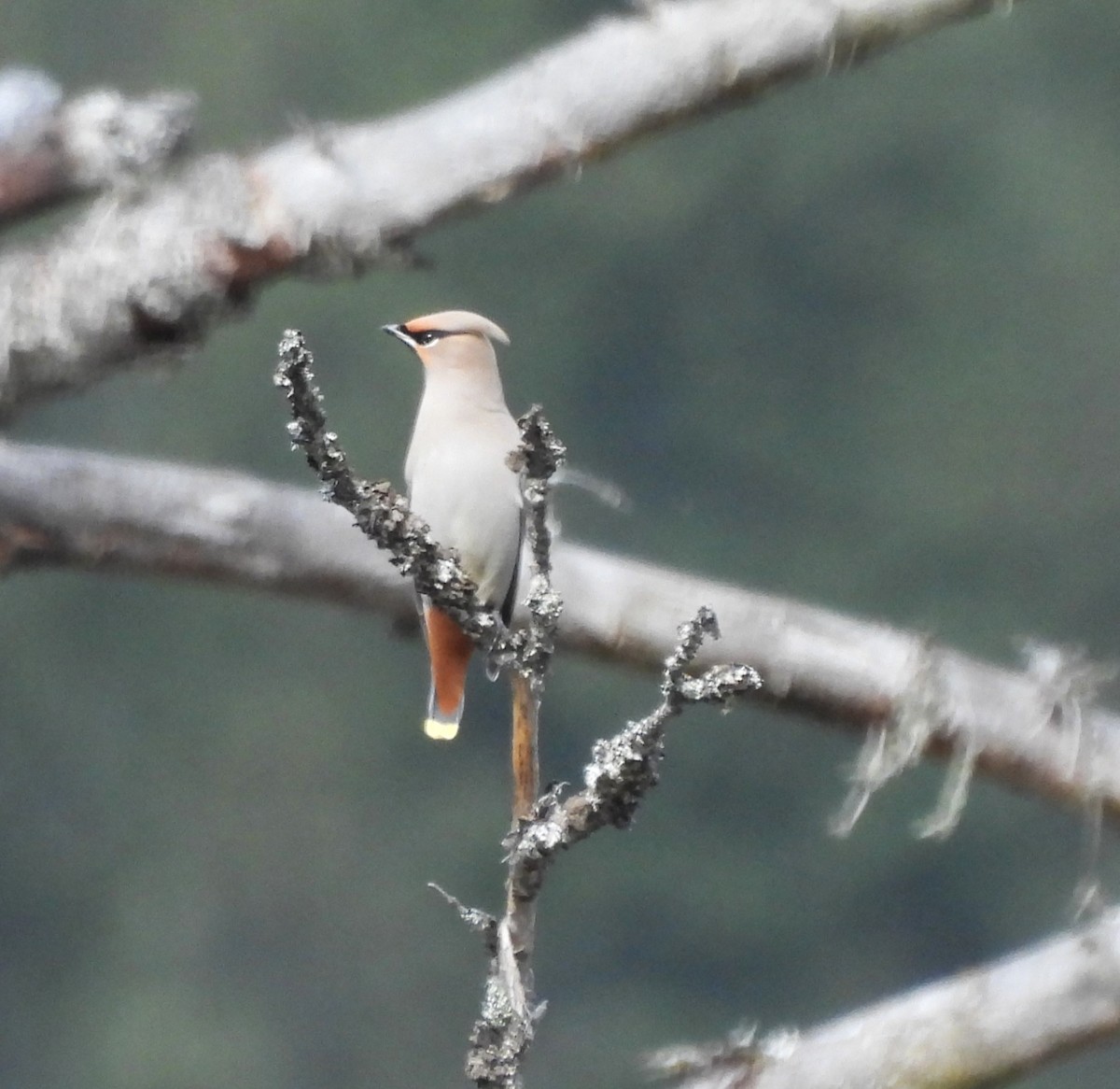 Bohemian Waxwing - ML609577139