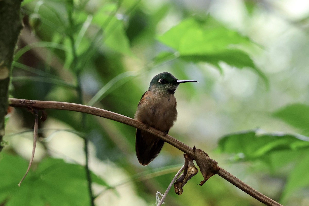 Fawn-breasted Brilliant - ML609577151