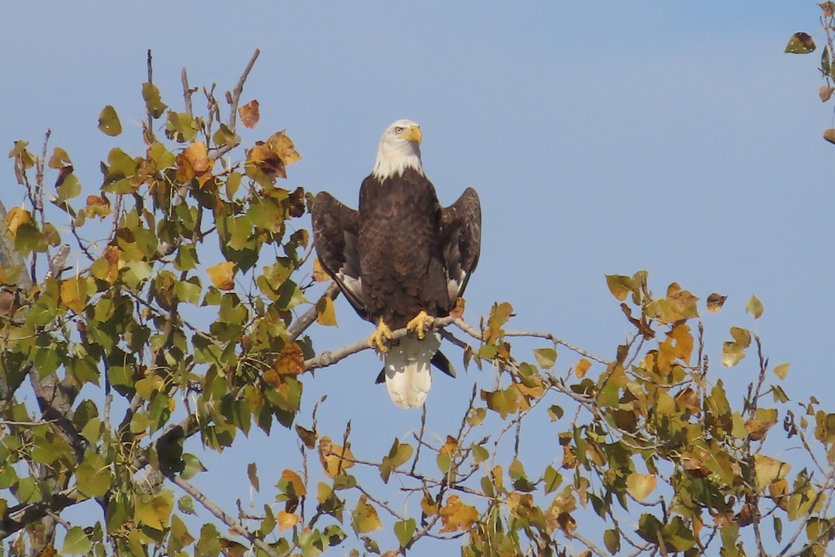 Bald Eagle - ML609577195