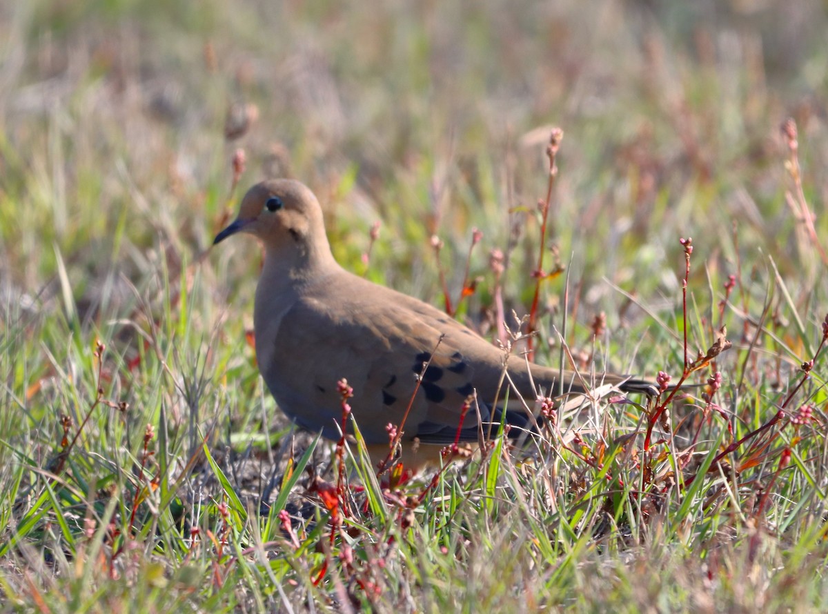 Mourning Dove - ML609577196