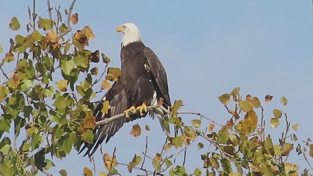 Ak Başlı Kartal - ML609577229