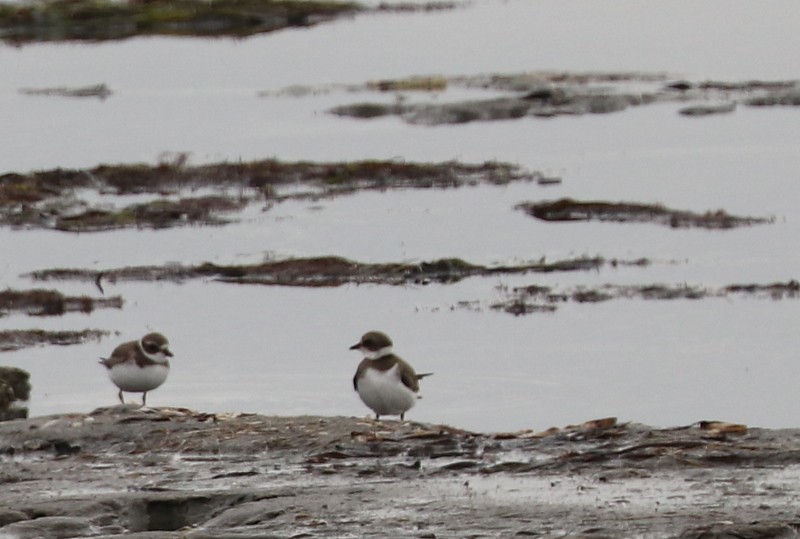 Semipalmated Plover - ML609577261