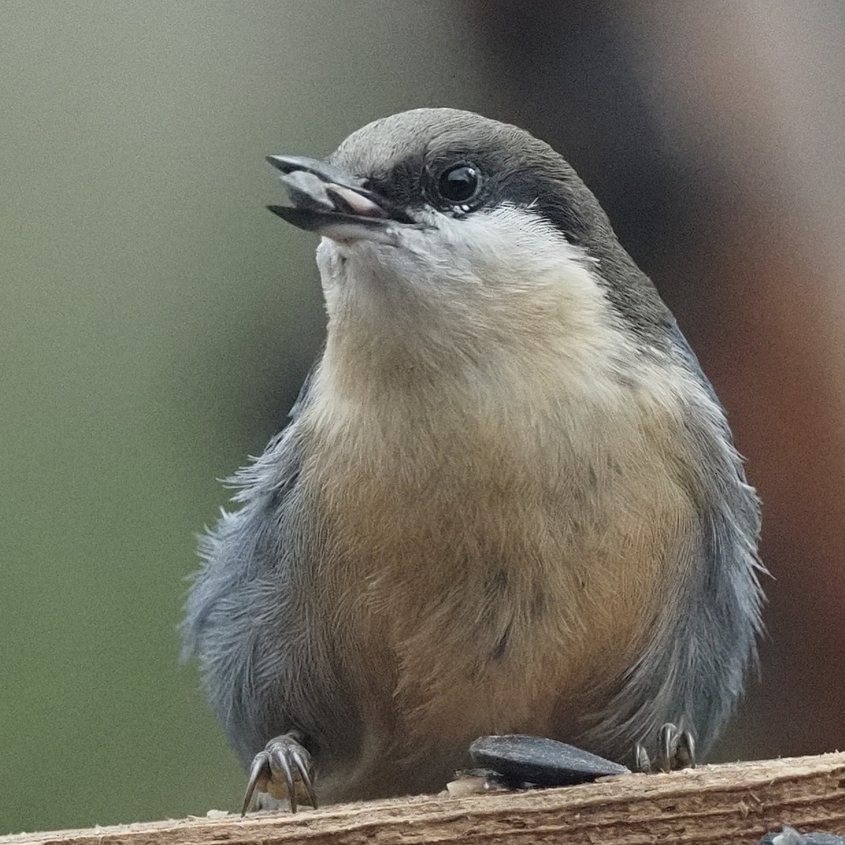 Pygmy Nuthatch - ML609577288