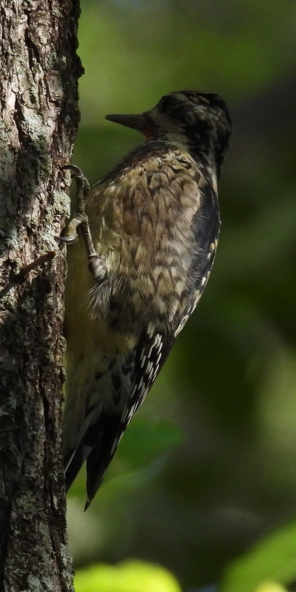 Yellow-bellied Sapsucker - ML609577307