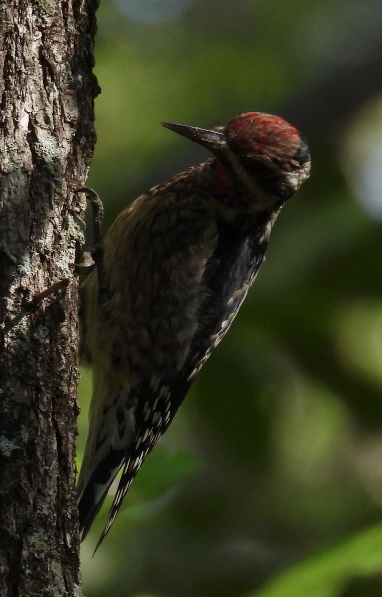 Yellow-bellied Sapsucker - ML609577308