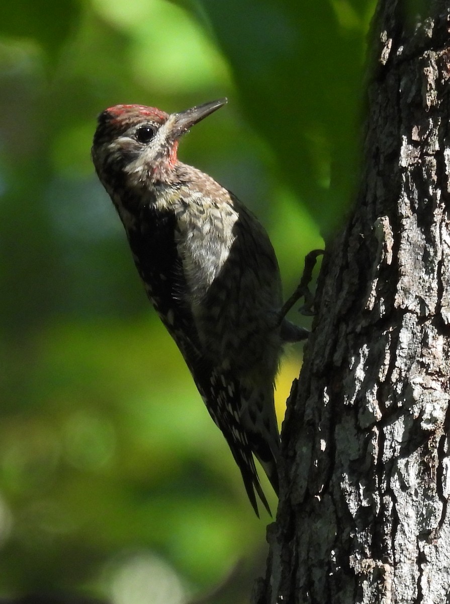 Yellow-bellied Sapsucker - ML609577309