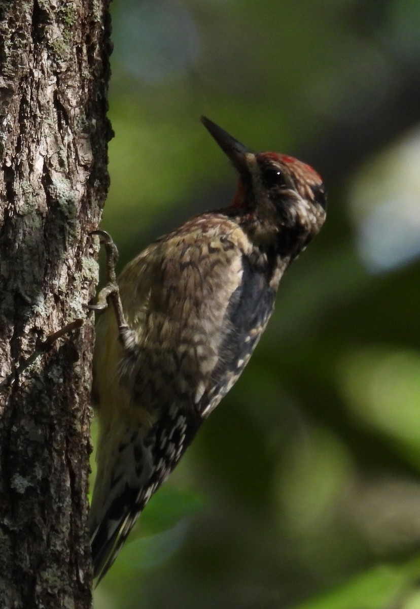 Yellow-bellied Sapsucker - ML609577310