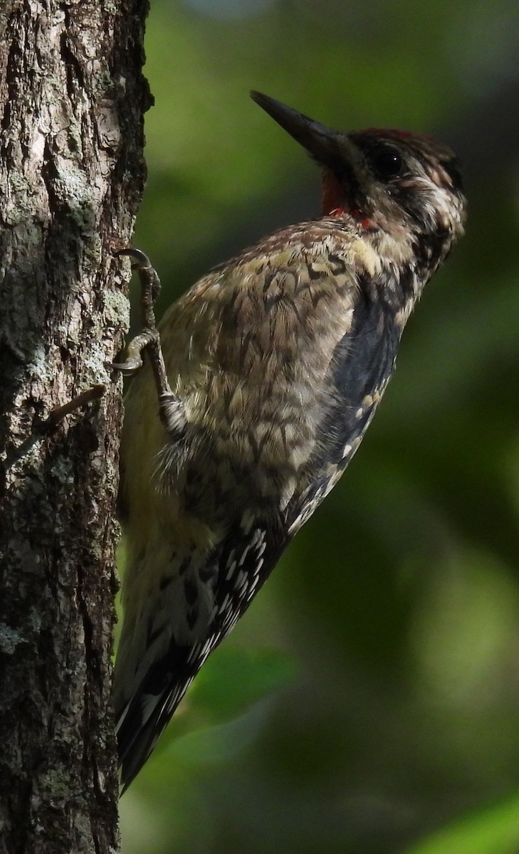 Yellow-bellied Sapsucker - ML609577311