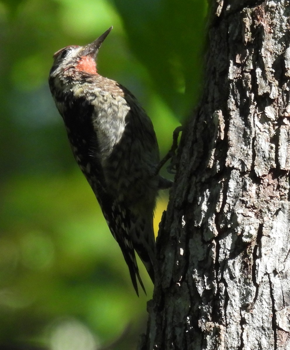 Yellow-bellied Sapsucker - ML609577312