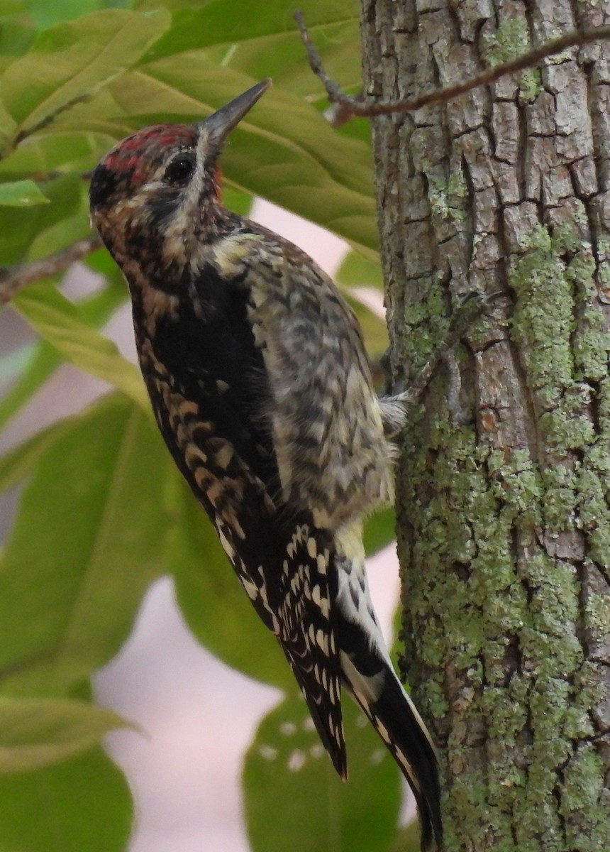 Yellow-bellied Sapsucker - ML609577313
