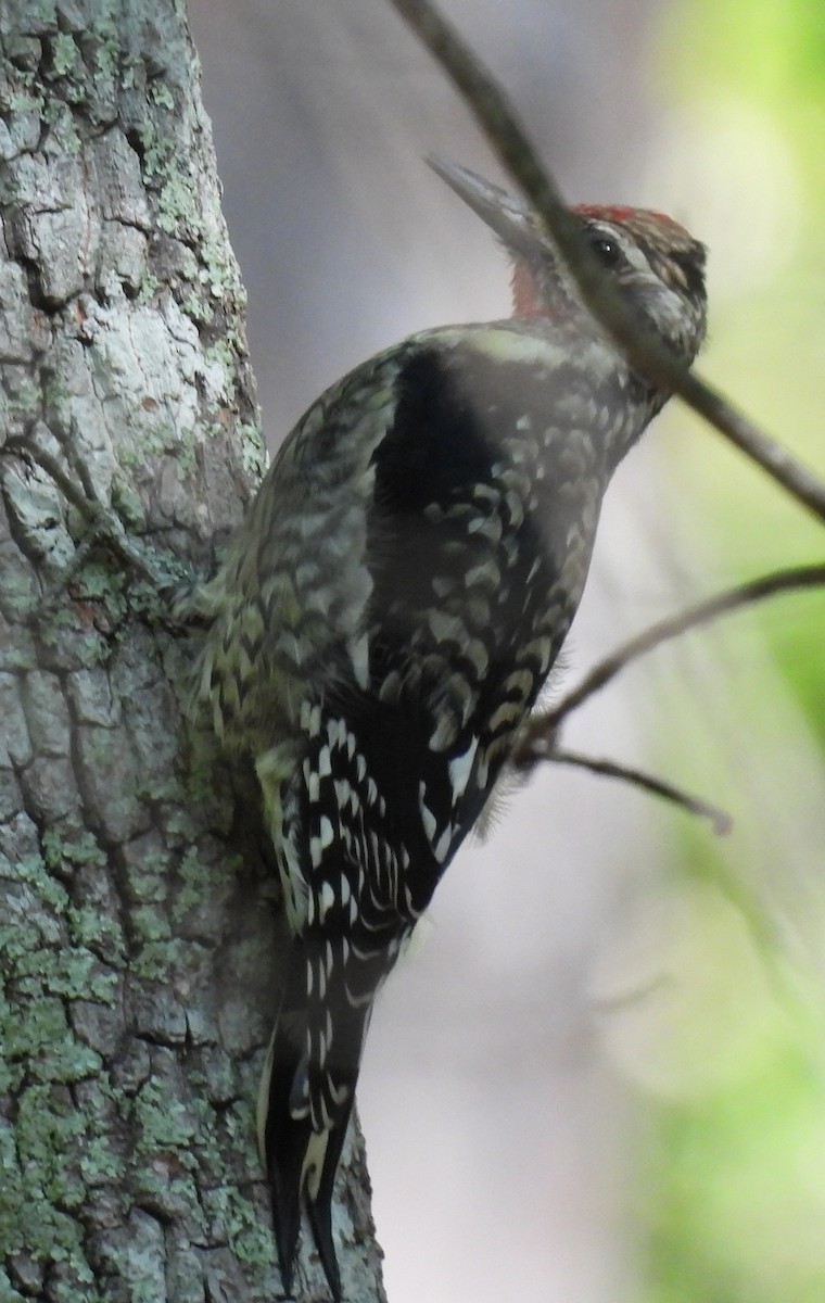 Yellow-bellied Sapsucker - ML609577314