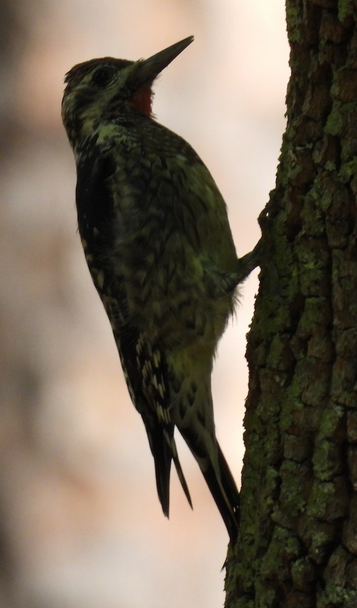 Yellow-bellied Sapsucker - ML609577315