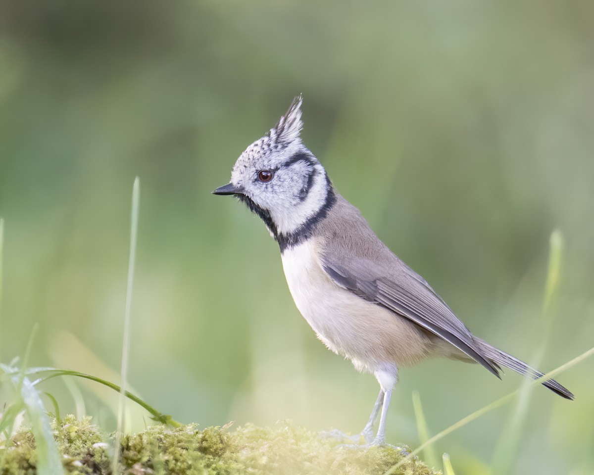 Crested Tit - ML609577327