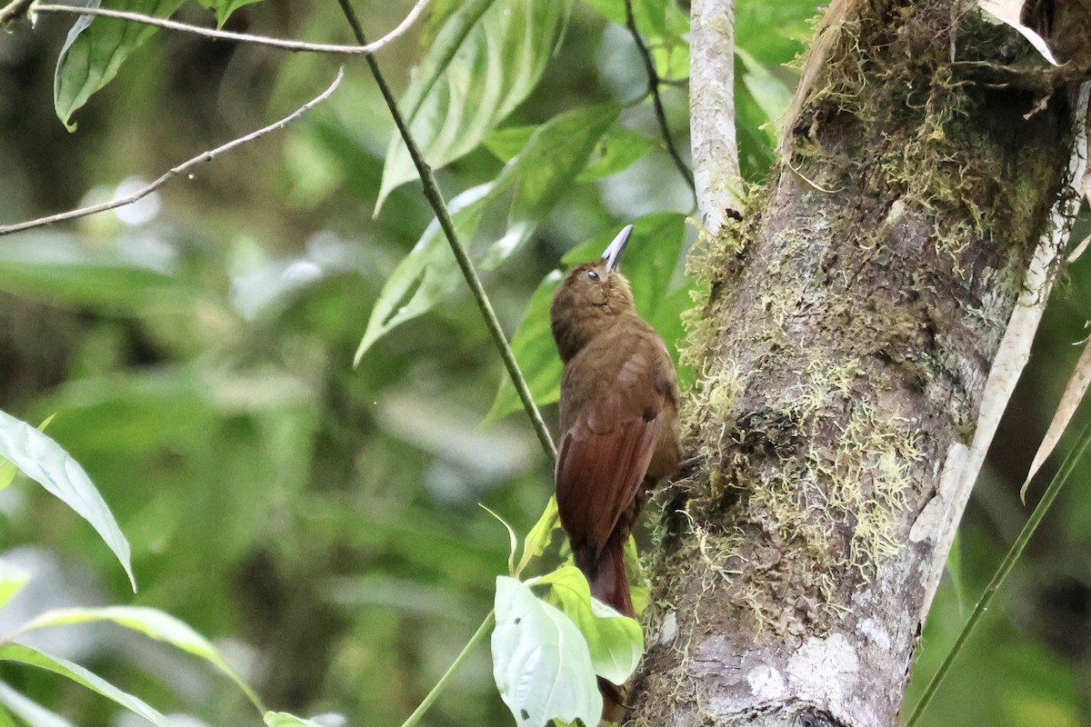 Tyrannine Woodcreeper - ML609577341