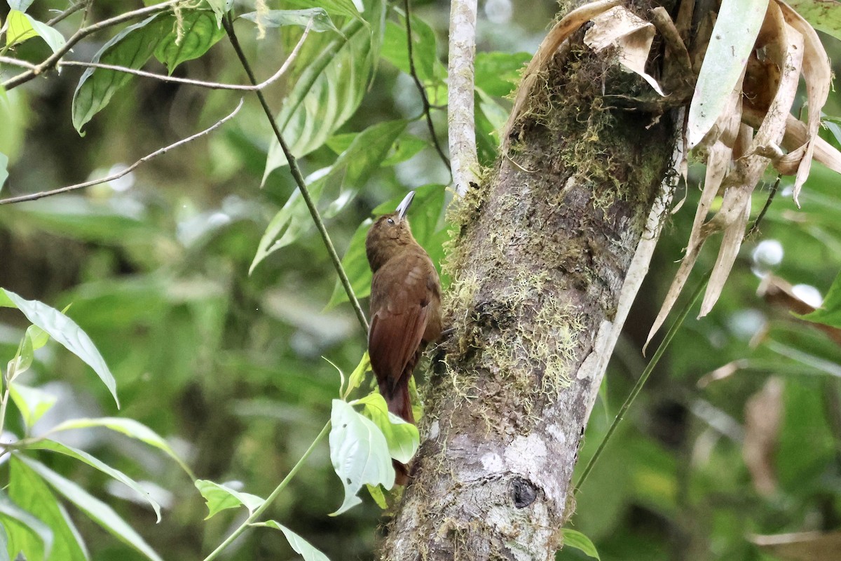 Tyrannine Woodcreeper - Tanya Burnett