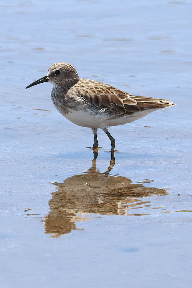 Least Sandpiper - ML609577344