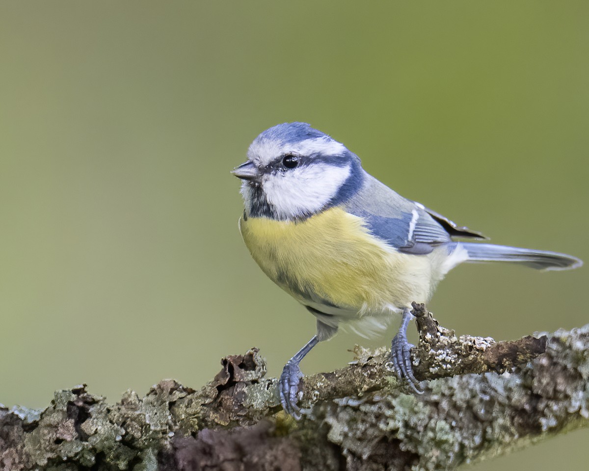 Eurasian Blue Tit - ML609577371