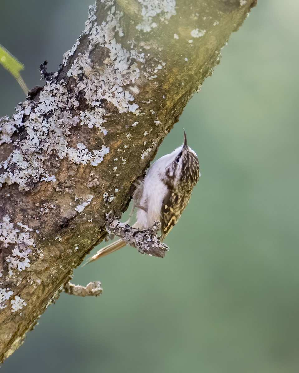 Eurasian Treecreeper - ML609577387