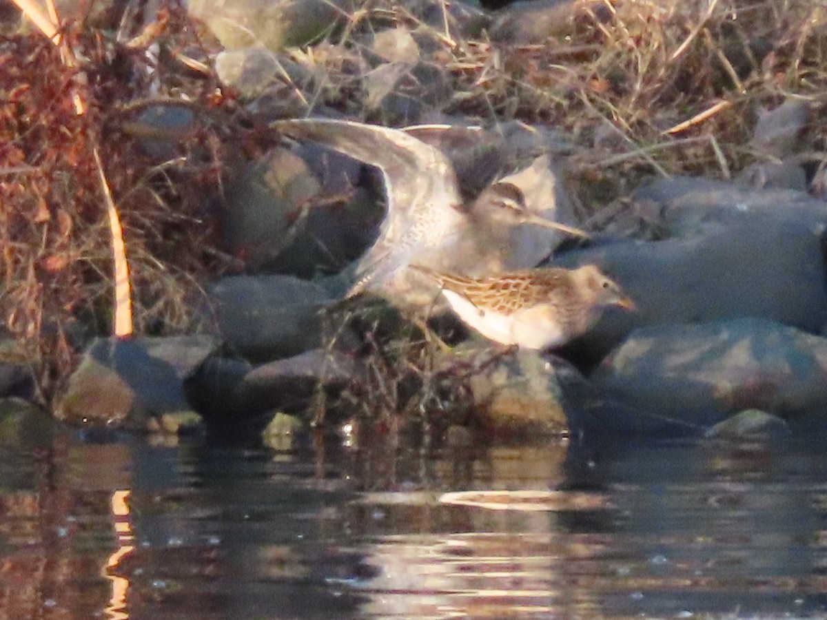 Long-billed Dowitcher - ML609577399