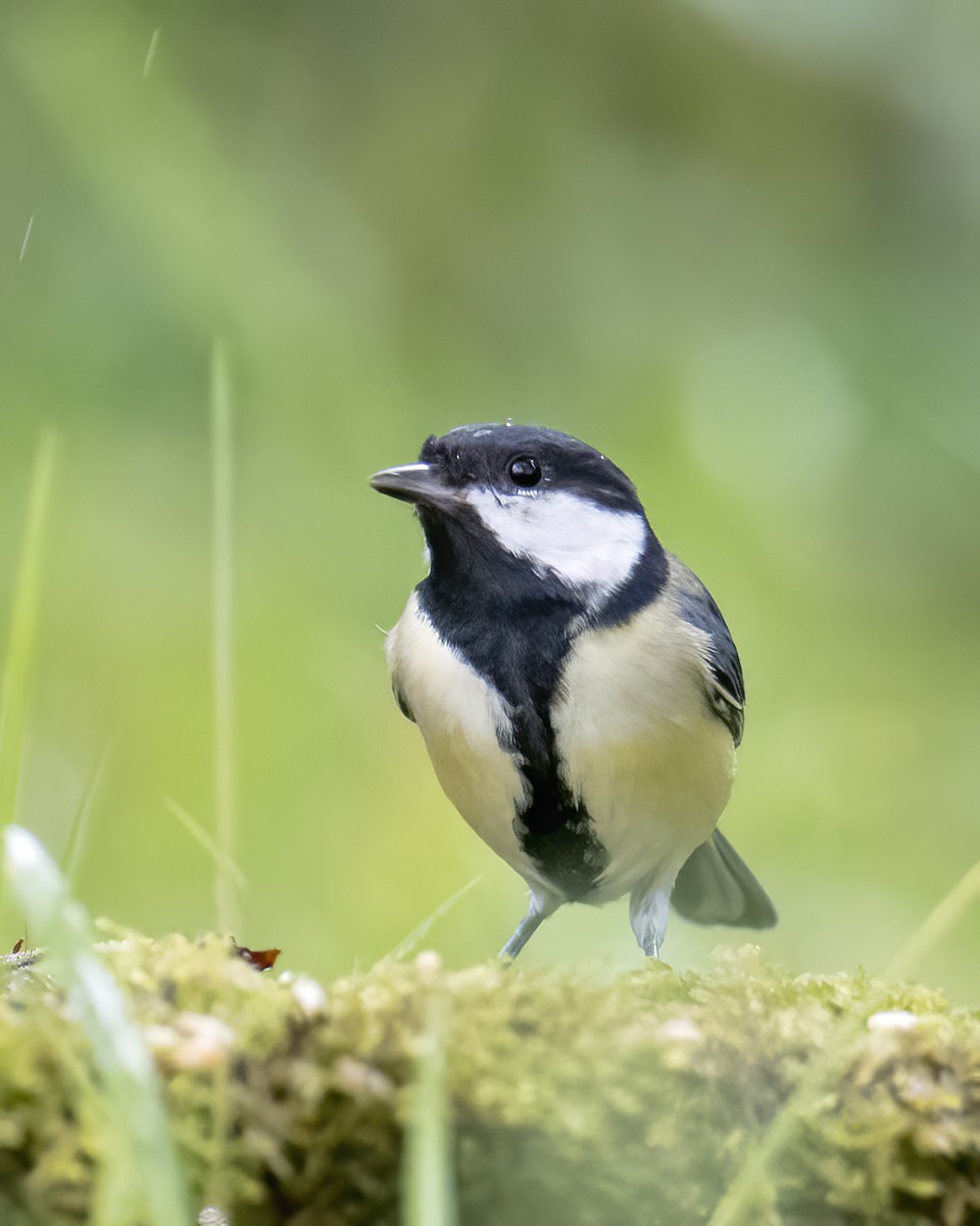 Great Tit - ML609577405