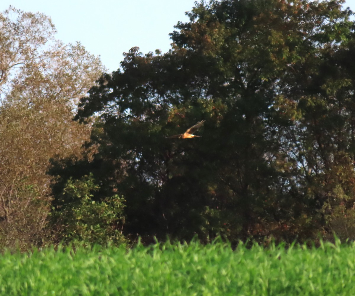 Northern Harrier - ML609577407