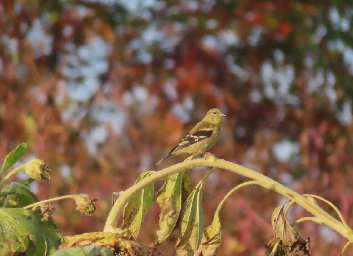 American Goldfinch - ML609577417