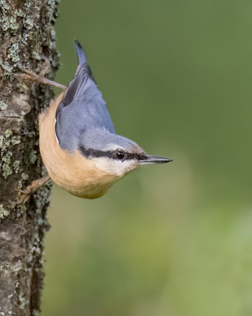 Eurasian Nuthatch - ML609577439