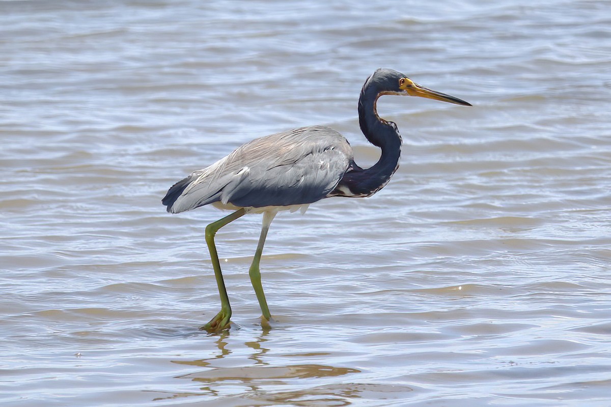 Tricolored Heron - ML609577451