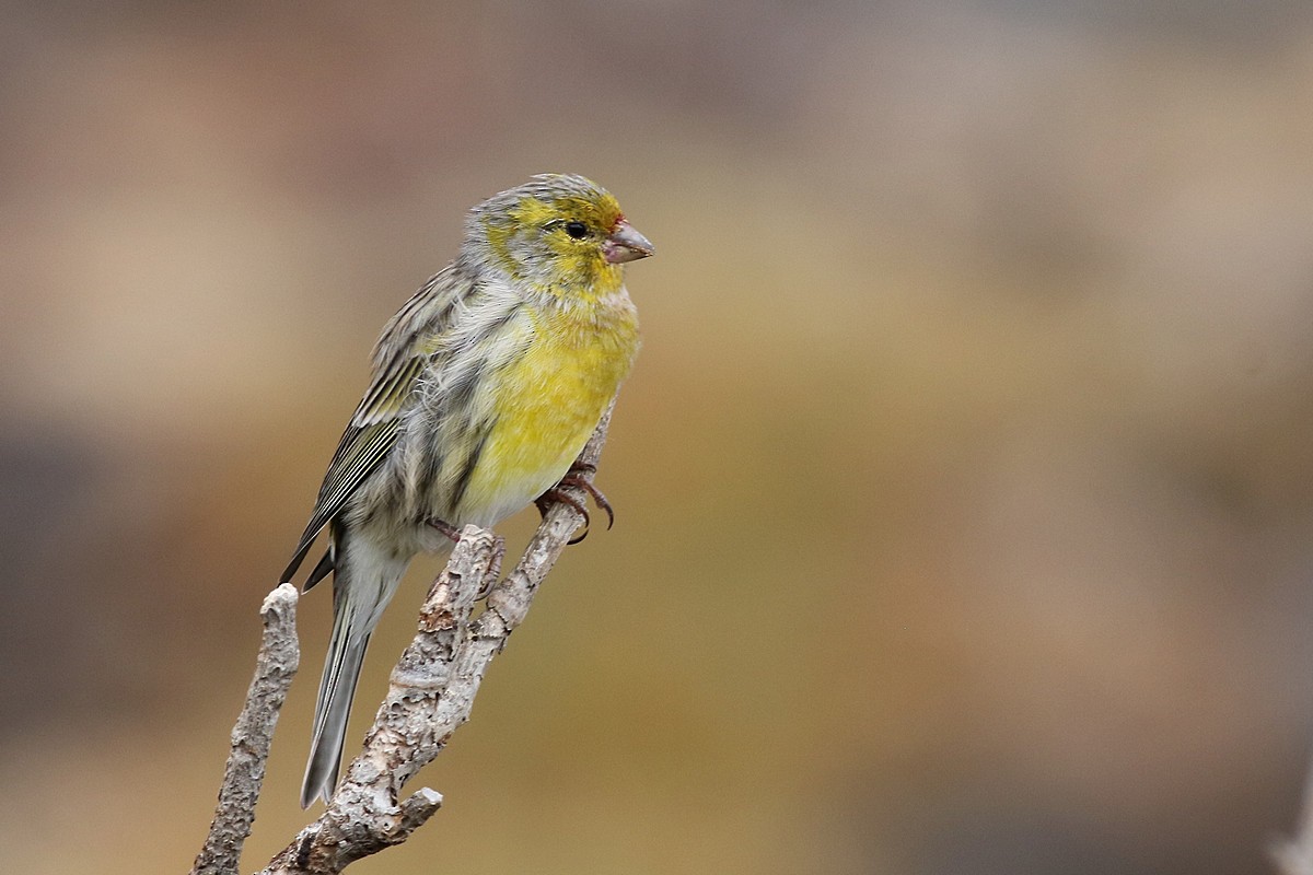 Serin des Canaries - ML609577455