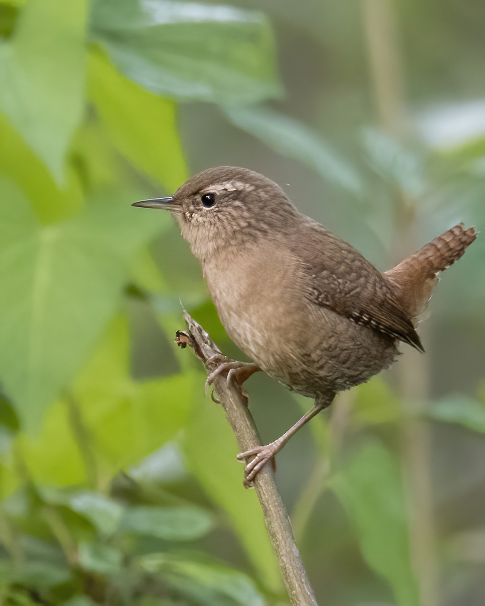 Eurasian Wren - ML609577460