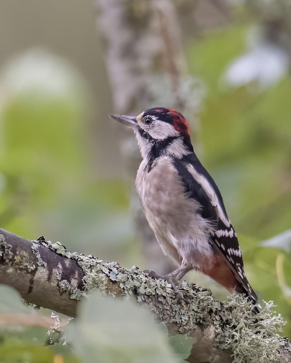 Great Spotted Woodpecker - ML609577465