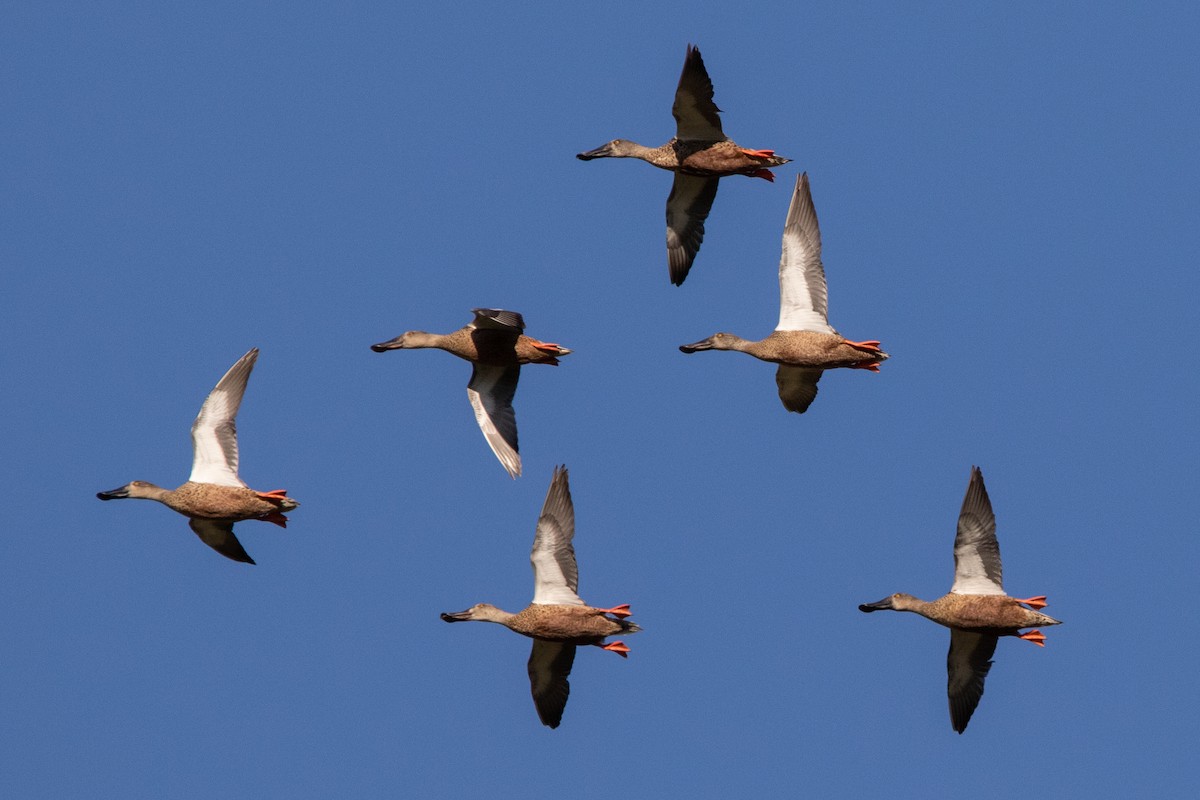 Northern Shoveler - ML609577469