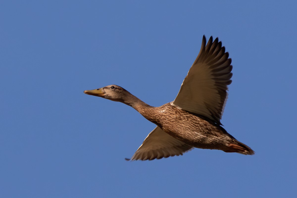 Mallard - Miguel Rodríguez Esteban