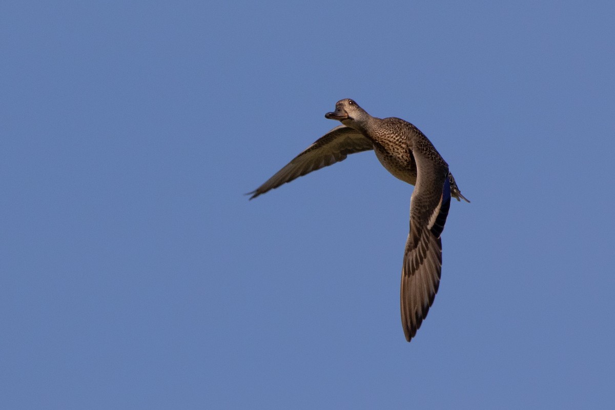 Green-winged Teal (Eurasian) - ML609577472