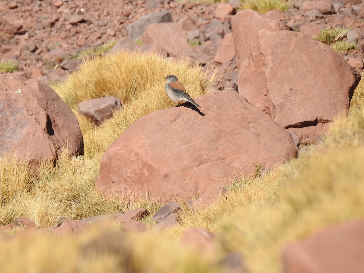 Red-backed Sierra Finch - ML609577485