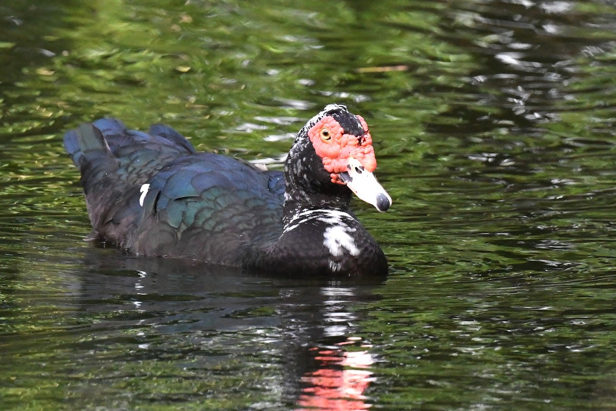 Muscovy Duck (Domestic type) - ML609577614