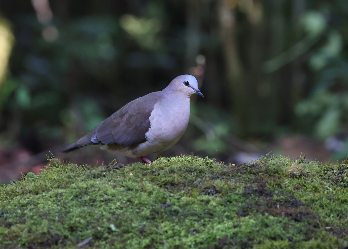 Gray-fronted Dove - ML609577622