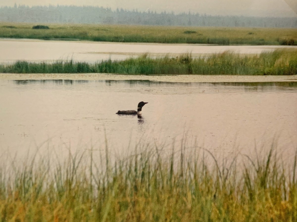 Common Loon - ML609577706