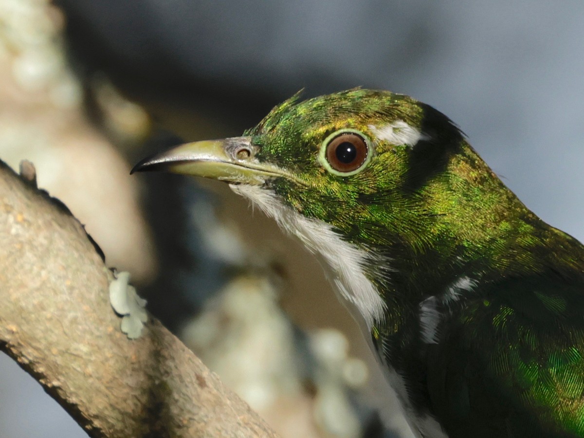 Klaas's Cuckoo - Garret Skead