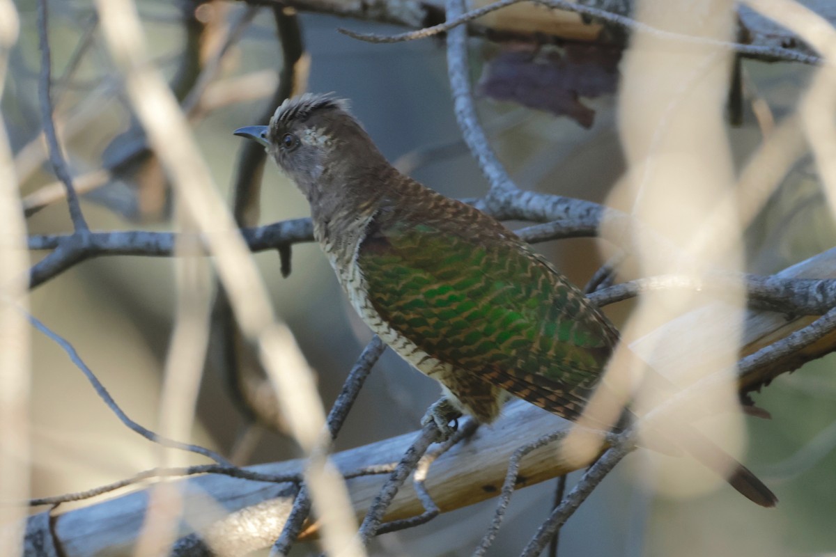 Klaas's Cuckoo - ML609577721