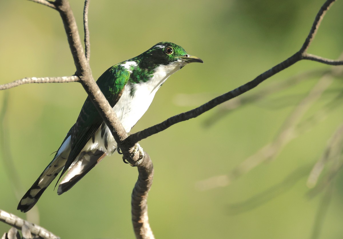 Klaas's Cuckoo - ML609577722