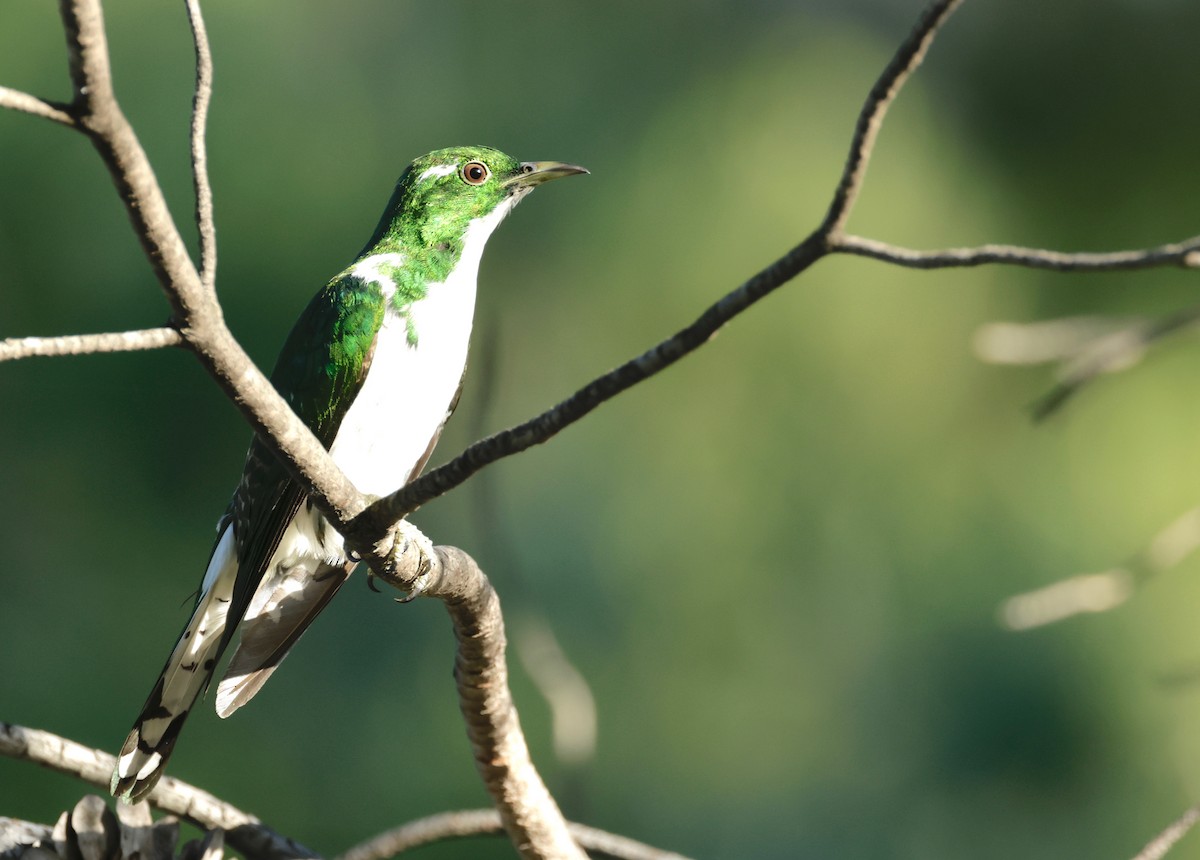 Klaas's Cuckoo - ML609577724